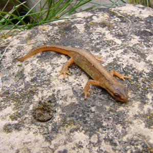 Piutschas