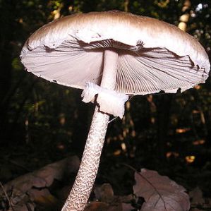 Parasols