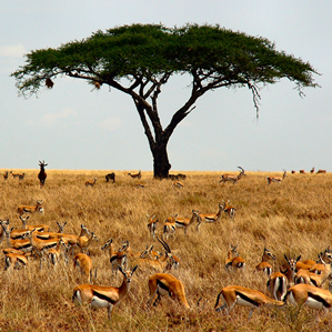 Paraulas africanas
