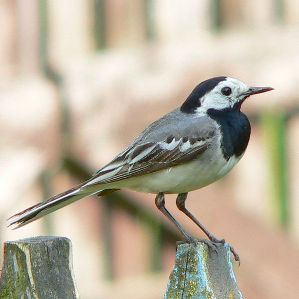 Ballacua alva
