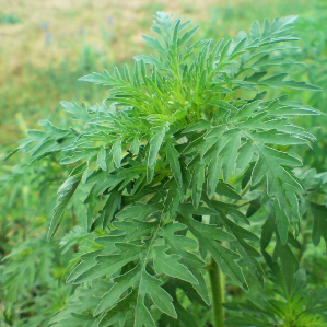 Plantas invasivas