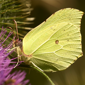 Citronella