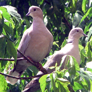 Columba tirca