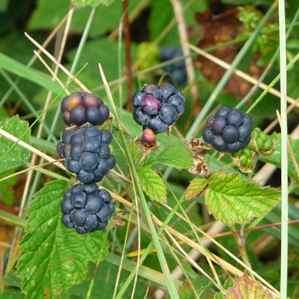 Mura blaua