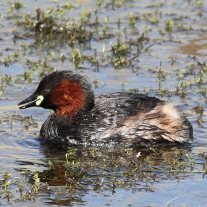 Sfunsella nanina