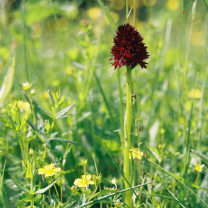 Negretta