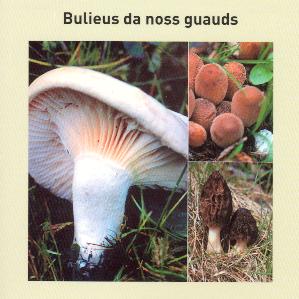 Bulieus da noss guauds