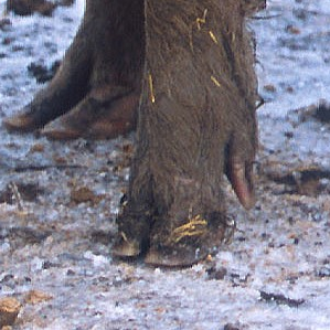 Mammals cun unglas pèr