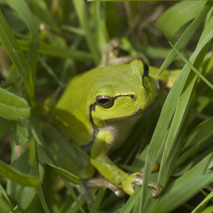 Raunettas da plantas