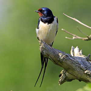 Titabès e tschetschaperas